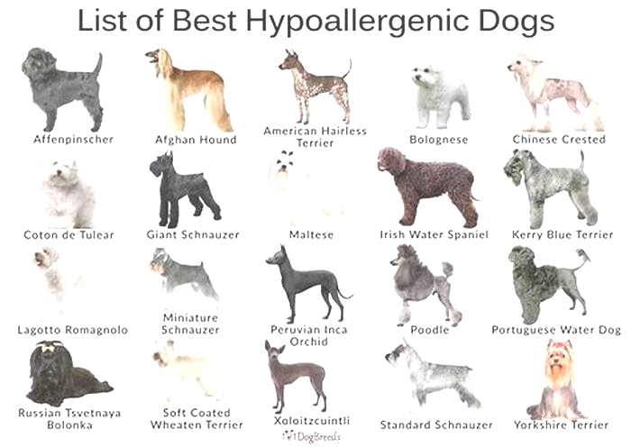 what are good family dogs that are hypoallergenic