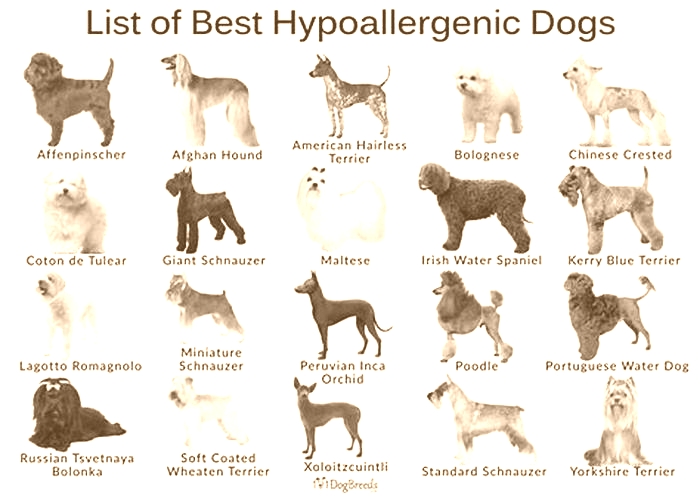 what are the top 10 hypoallergenic dogs