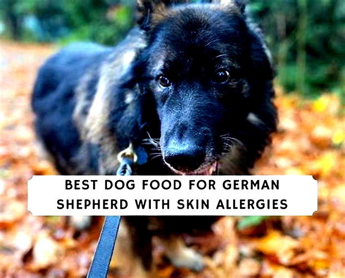 what can i give my german shepherd for allergies