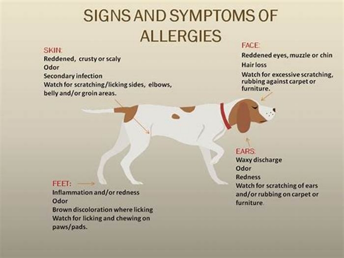 what do dog food allergies look like