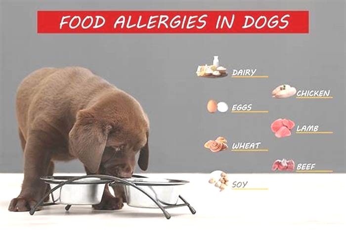 what does dog food allergy look like