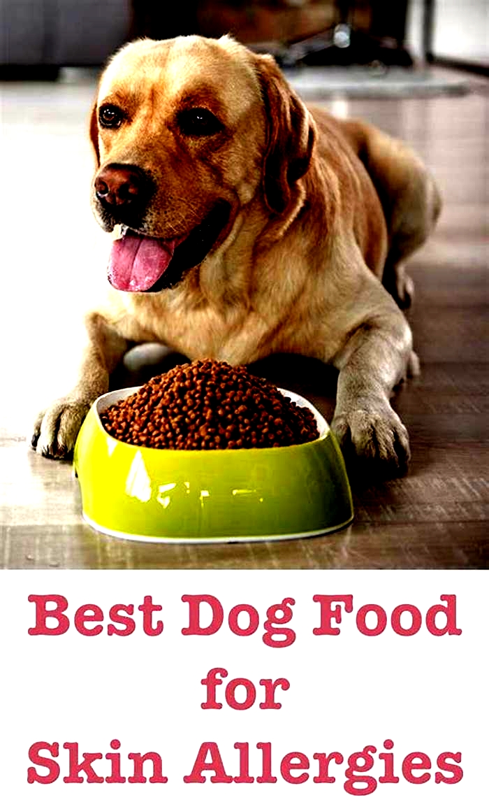 what dog food is best for a dog with allergies