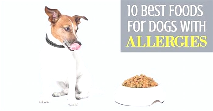 what dog food is best for dogs with food allergies