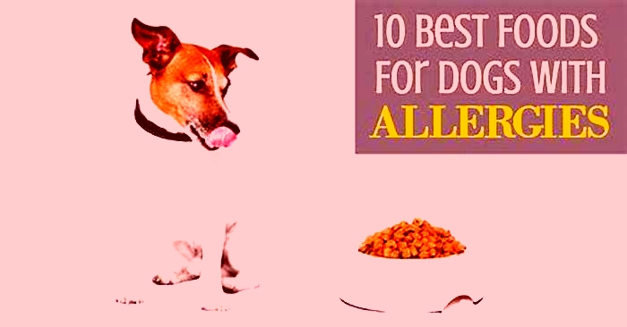 what dog food is good for dogs with allergies