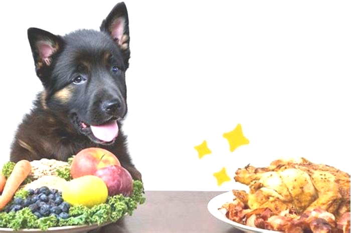 what dog food should i feed my german shepherd