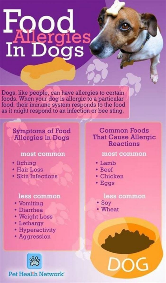 what dog food to feed a dog with allergies