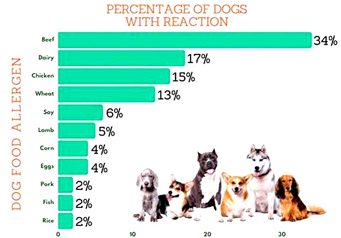 what foods are dogs usually allergic to