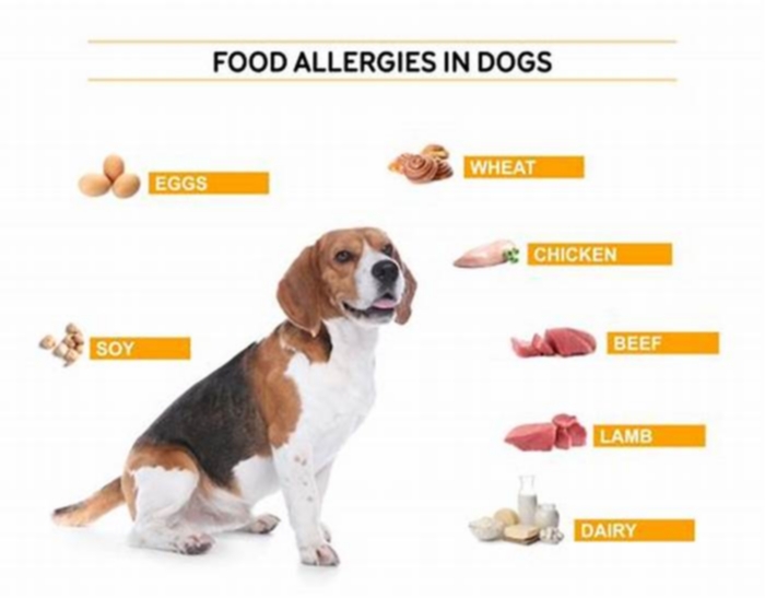 what ingredients in dog food cause allergies