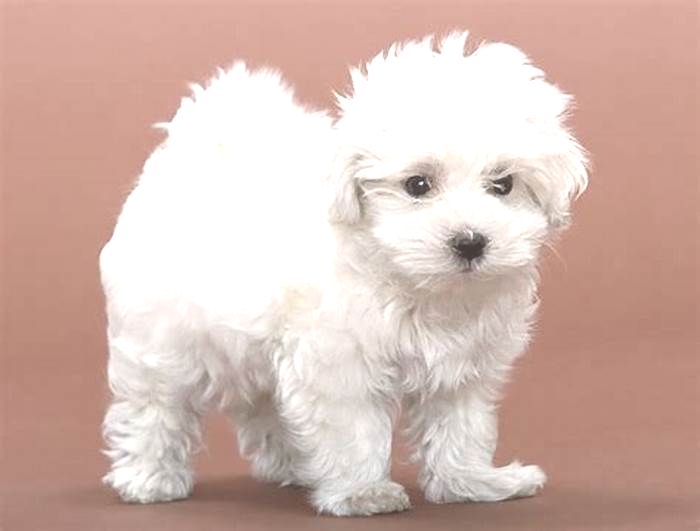 what is best hypoallergenic dog