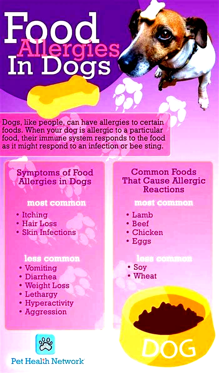 what is the best dog food for skin allergies