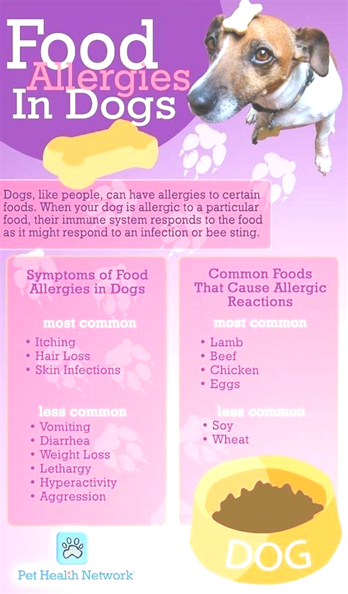 what is the best dog food to prevent allergies