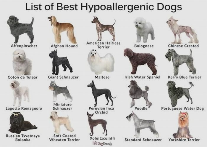 what is the best hypoallergenic dog breed