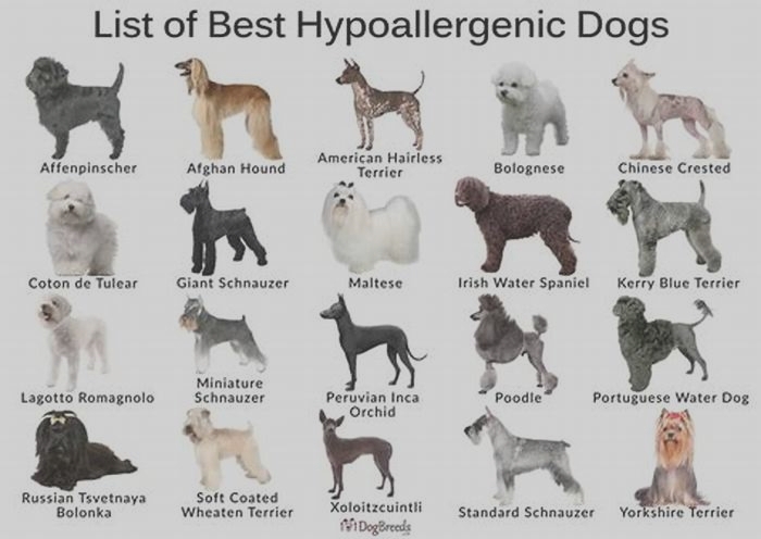 what is the best hypoallergenic dog for runners