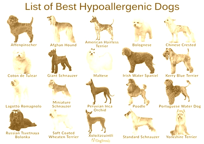 what is the best hypoallergenic dog