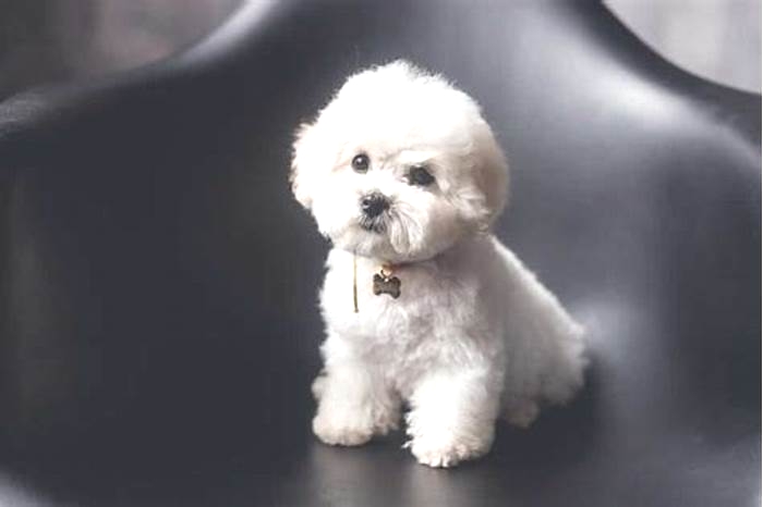 what is the best small hypoallergenic dog for a family