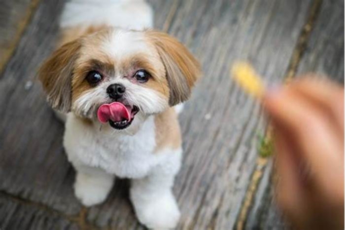 what is the healthiest hypoallergenic dog