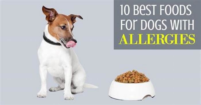 what s the best food for dogs with allergies