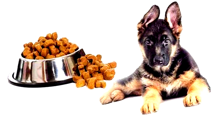 what s the best food to feed a german shepherd puppy