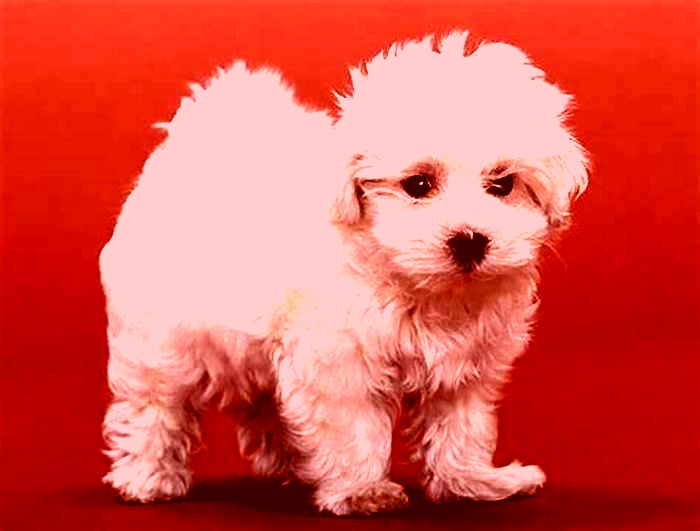 what s the best hypoallergenic dog