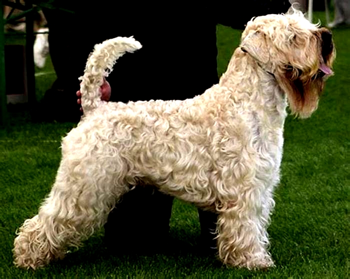 where to buy a hypoallergenic dog